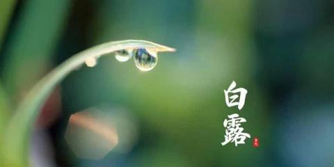 今日白露，中醫(yī)和您聊聊養(yǎng)生之法